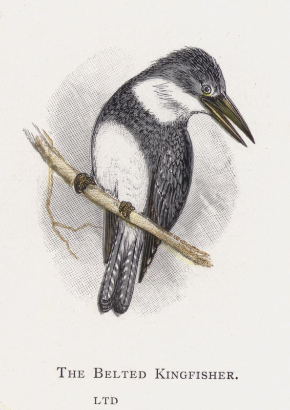 Il Martin Pescatore Cinturato da Alexander Francis Lydon