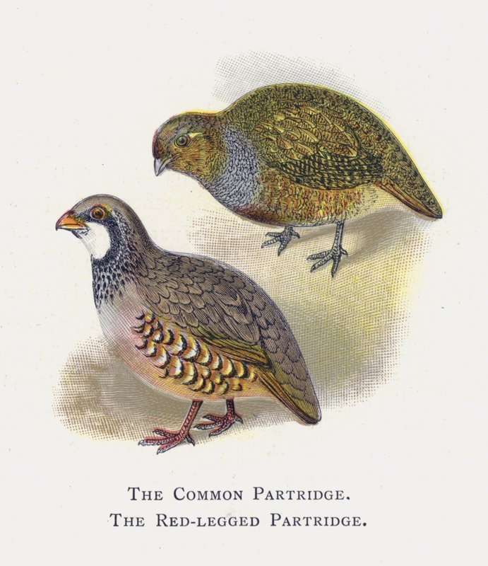La Pernice Comune, La Pernice Rossa da Alexander Francis Lydon