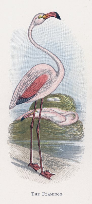 Il Fenicottero da Alexander Francis Lydon