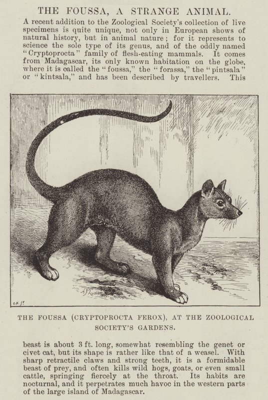 Il Foussa (Cryptoprocta Ferox), nei Giardini della Società Zoologica da Alexander Francis Lydon