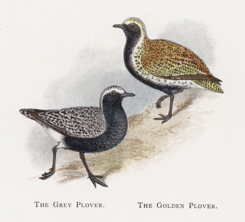 Il Piviere Grigio, Il Piviere Dorato da Alexander Francis Lydon