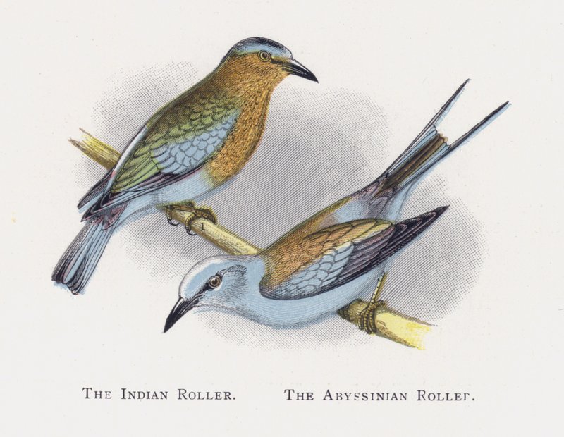 Il Roller Indiano, Il Roller Abissino da Alexander Francis Lydon