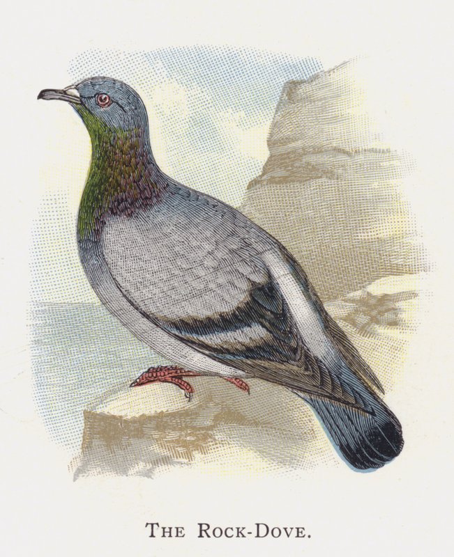 Il Piccione Selvatico da Alexander Francis Lydon