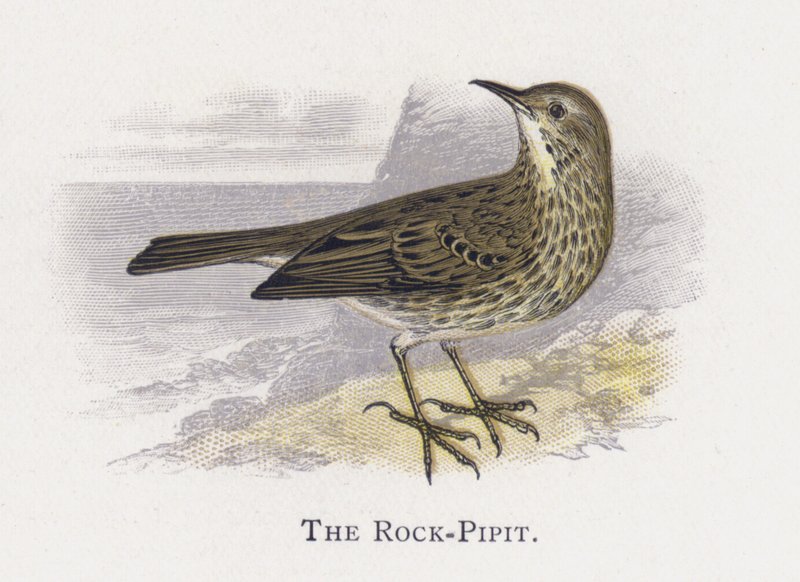 Pipit roccioso da Alexander Francis Lydon