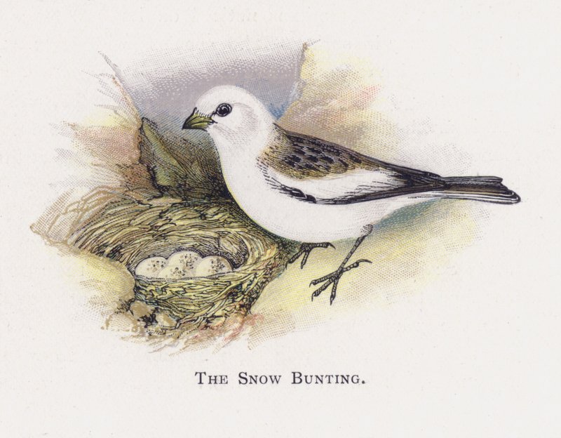 Emberiza delle nevi da Alexander Francis Lydon