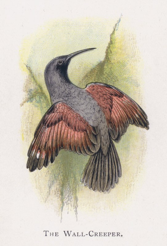 Rampichino muraiolo da Alexander Francis Lydon