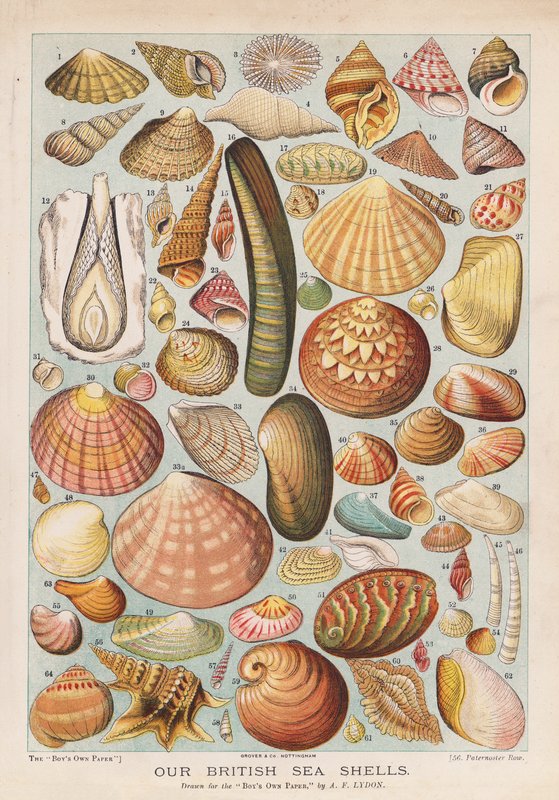 Conchiglie marine britanniche da Alexander Francis (after) Lydon