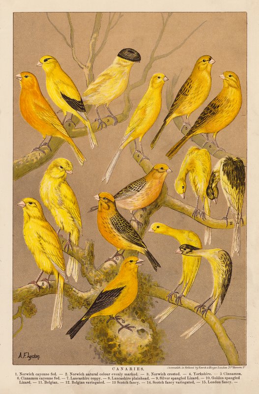 Canarini (cromolitografia) da Alexander Francis (after) Lydon
