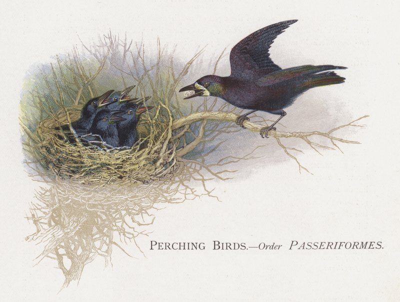 Uccelli posati, Ordine Passeriformes da Alexander Francis Lydon