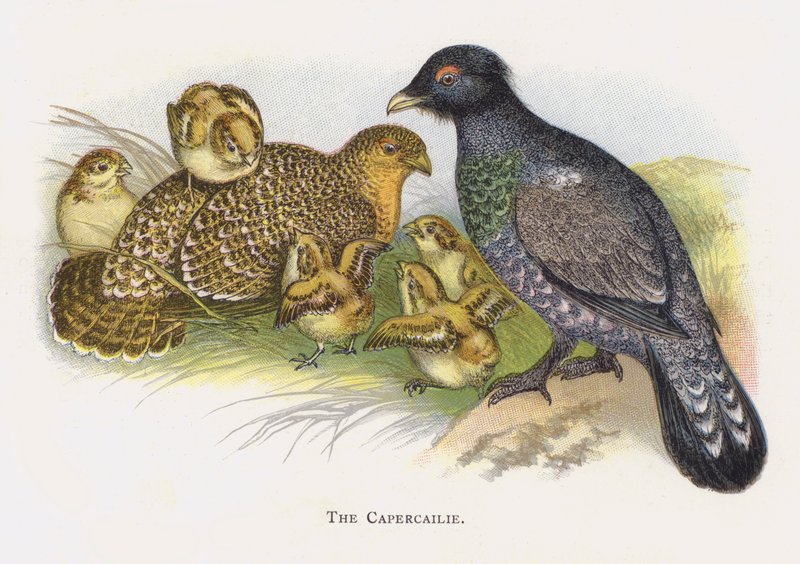 Il gallo cedrone da Alexander Francis Lydon