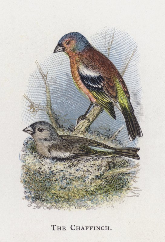Il Fringuello da Alexander Francis Lydon