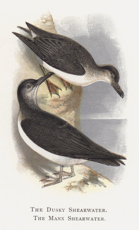 La Berta Scura, La Berta Minore da Alexander Francis Lydon