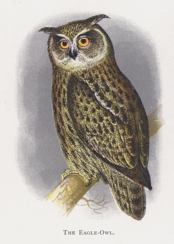 Il Gufo Reale da Alexander Francis Lydon