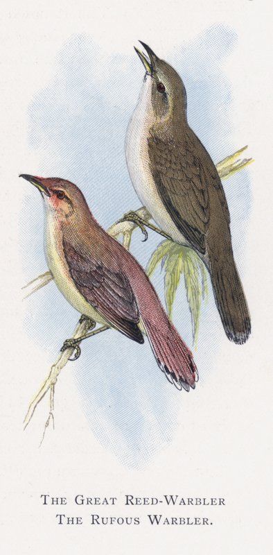 Sterpazzola maggiore, Sterpazzola rugginosa da Alexander Francis Lydon
