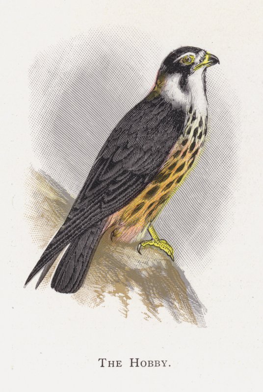 Il Falco Lodolaio da Alexander Francis Lydon