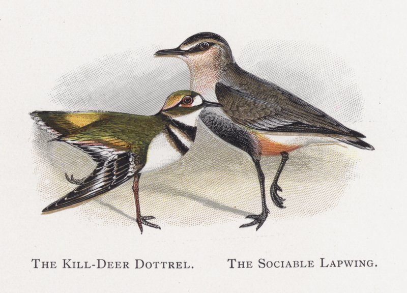 Il Piviere Kill-Deer, Il Piviere Sociabile da Alexander Francis Lydon