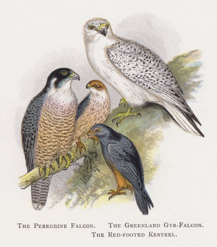 Il Falco Pellegrino, Il Falco Gyr della Groenlandia, Il Falco Piedirosso da Alexander Francis Lydon