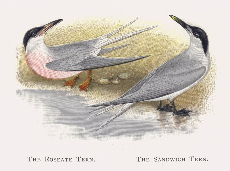La Sterna rosea, La Sterna di Sandwich da Alexander Francis Lydon