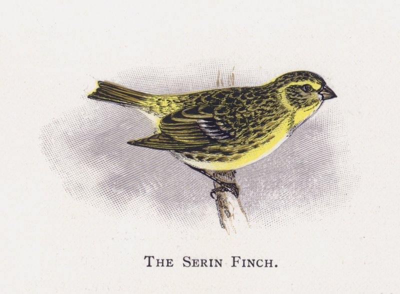 Verdone da Alexander Francis Lydon