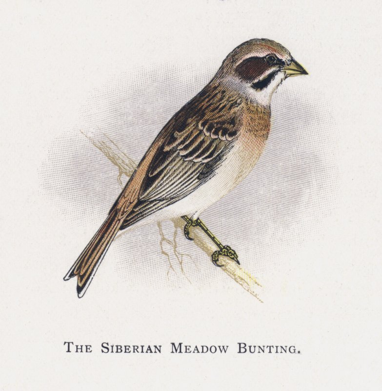 Emberiza della Siberia da Alexander Francis Lydon