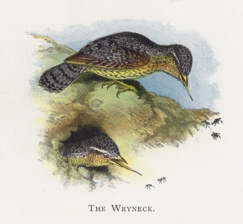 Il Torcicollo da Alexander Francis Lydon