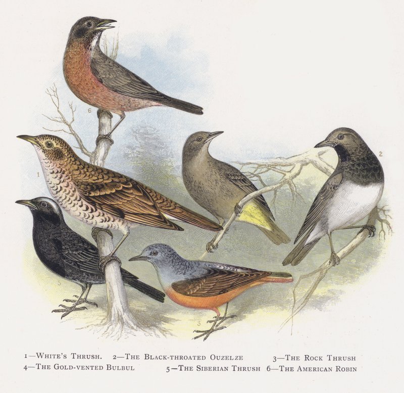 Il tordo bianco, Il merlo dal collare nero, Il tordo delle rocce, Il bulbul dorato, Il tordo siberiano, Il pettirosso americano da Alexander Francis Lydon