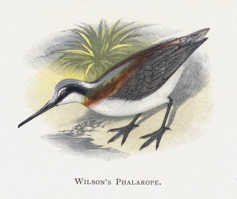 Il Falaropo di Wilson da Alexander Francis Lydon