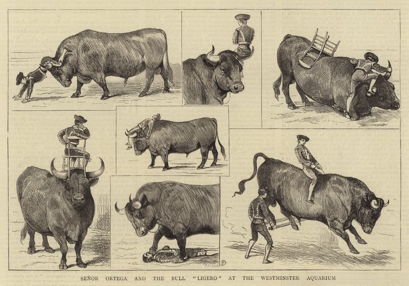 Senor Ortega e il toro Ligero all