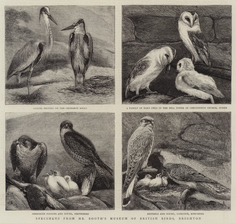 Specimens dal Museo degli Uccelli Britannici di Mr Booth, Brighton da Alfred Chantrey Corbould