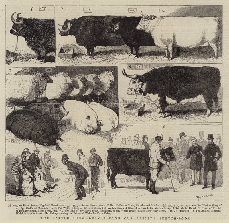 La mostra del bestiame, fogli dal taccuino del nostro artista da Alfred Chantrey Corbould