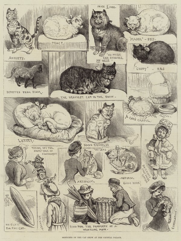 Schizzi della mostra felina al Crystal Palace da Alfred Courbould