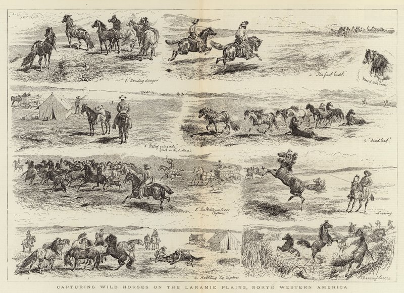 Cattura di cavalli selvaggi nelle pianure di Laramie, Nord America occidentale da Alfred Chantrey Corbould
