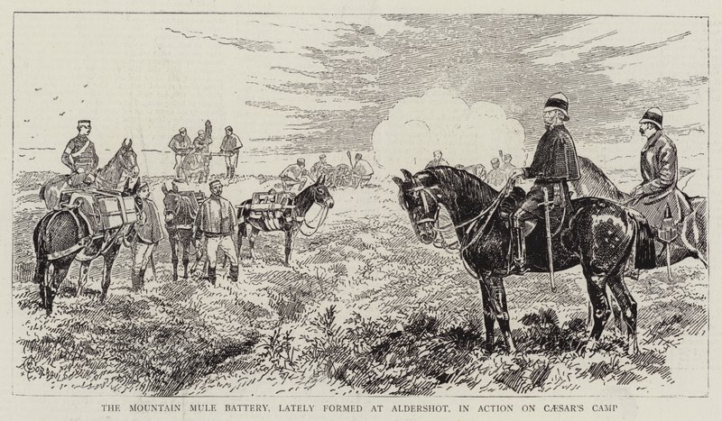 La batteria di muli da montagna, recentemente formata ad Aldershot, in azione sul Campo di Cesare da Alfred Chantrey Corbould