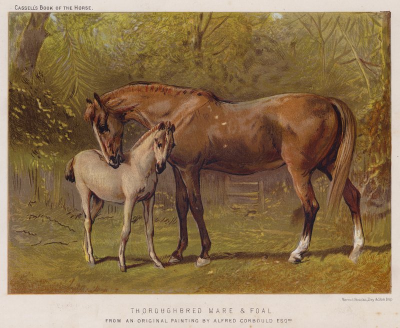 Cavalla purosangue e puledro da Alfred Chantrey Corbould