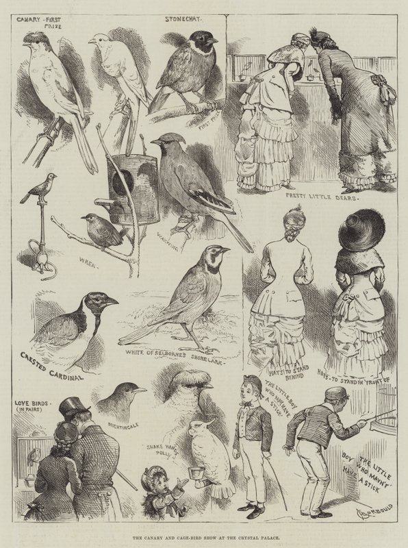 Mostra di canarini e uccelli in gabbia al Crystal Palace da Alfred Courbould