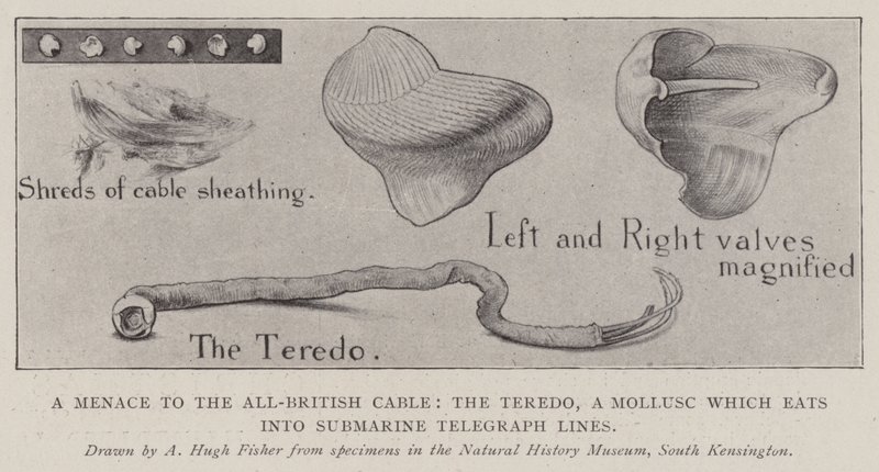 Una minaccia per il cavo tutto britannico, il Teredo, un mollusco che mangia le linee telegrafiche sottomarine da Alfred Hugh Fisher