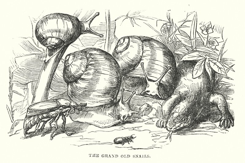  da Alfred Walter (after) Bayes