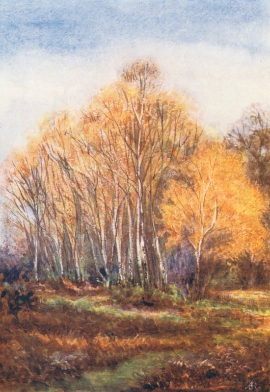 New Forest: Betulle sulla Brockenhurst Road, vicino a New Park, novembre (litografia a colori) da Alice Julia Argles