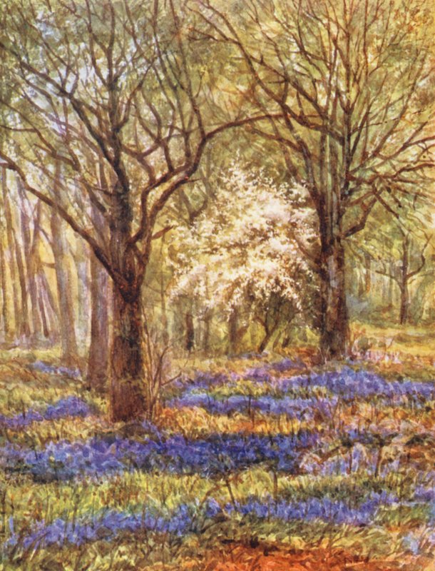 New Forest: Campanule nel bosco di querce, maggio (litografia a colori) da Alice Julia Argles