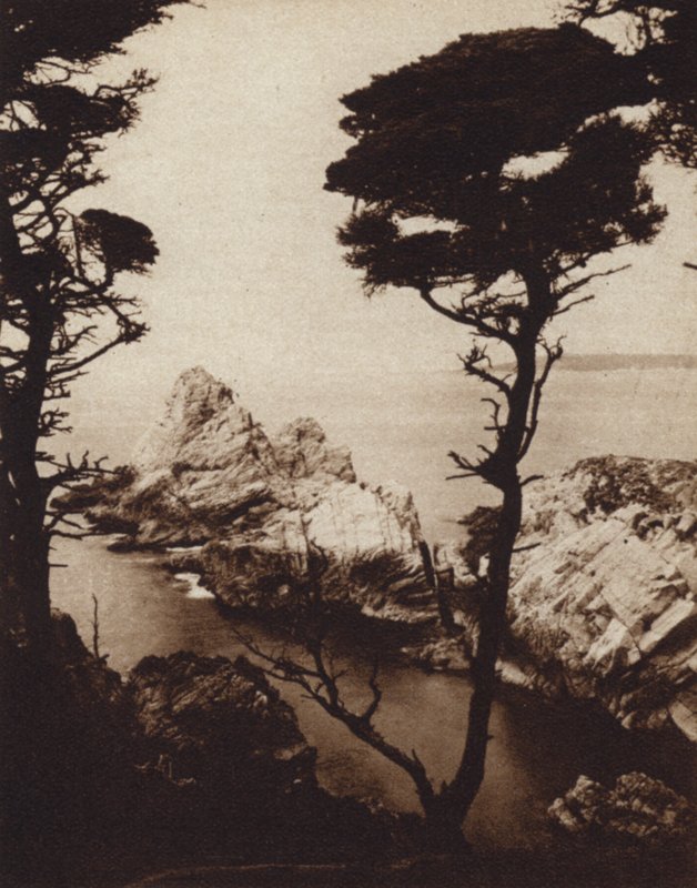California: Cipresso di Monterey da American Photographer (after)