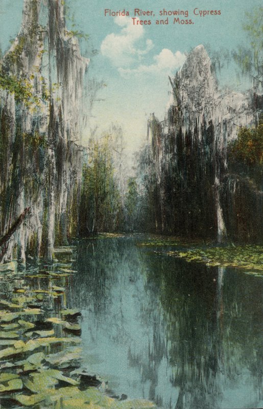 Fiume Florida, con alberi di cipresso e muschio da American Photographer (after)
