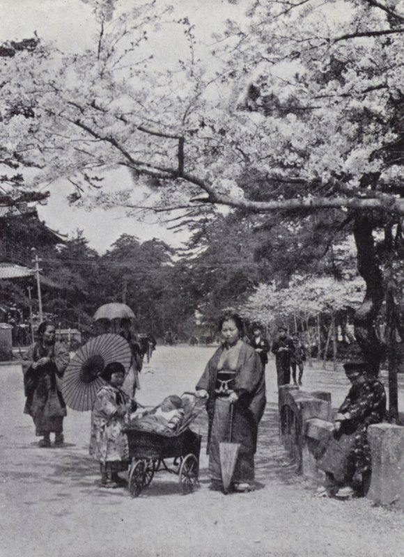 Sotto i fiori di ciliegio nel Parco Shiba, Tokio da American Photographer (after)