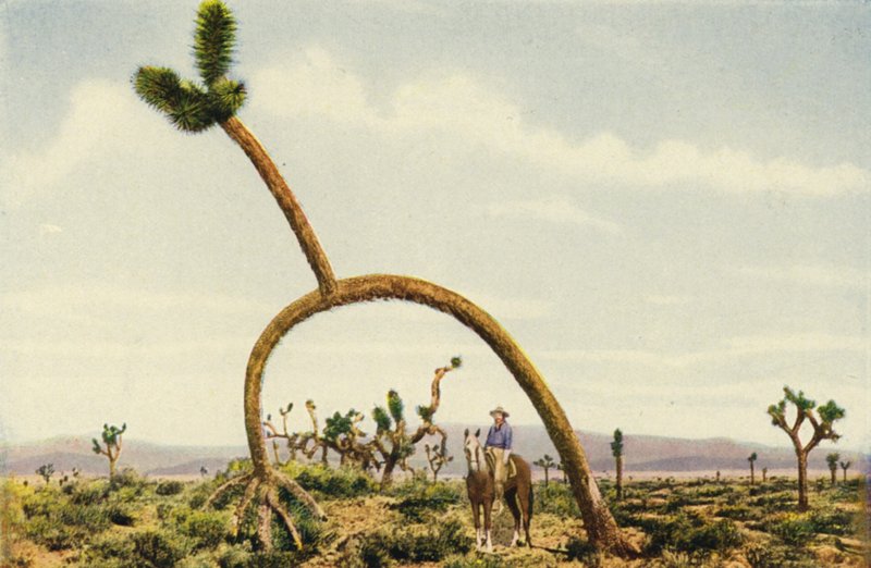 Un castoro gigante nel deserto del Mojave (foto a colori) da American Photographer