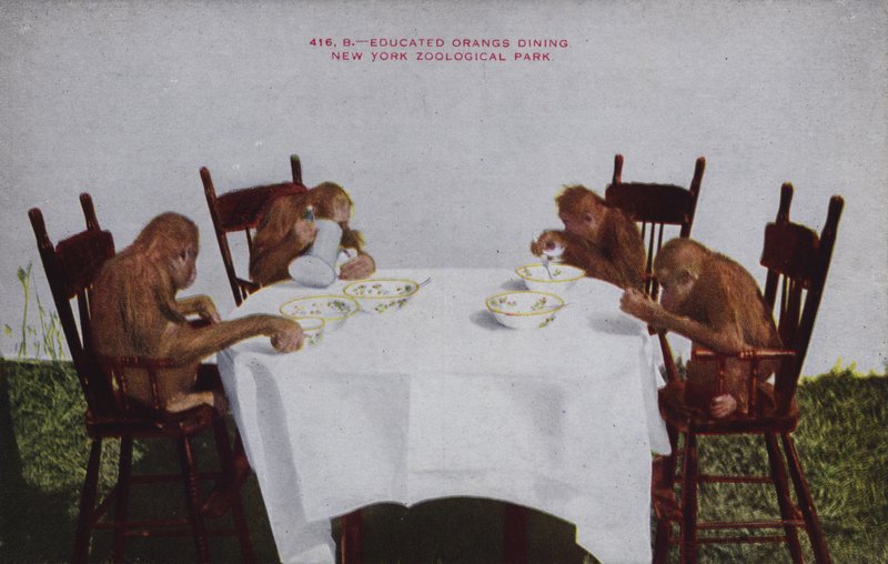 Pranzo degli oranghi ammaestrati, Parco Zoologico di New York (foto a colori) da American Photographer