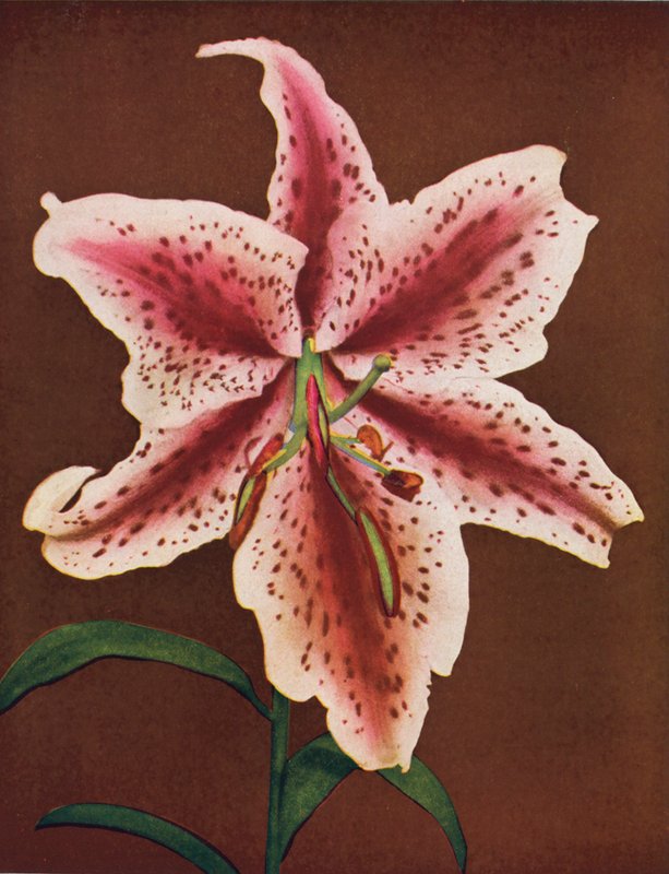 Gigli: Lilium Auratum, Crimson Queen (foto a colori) da American Photographer