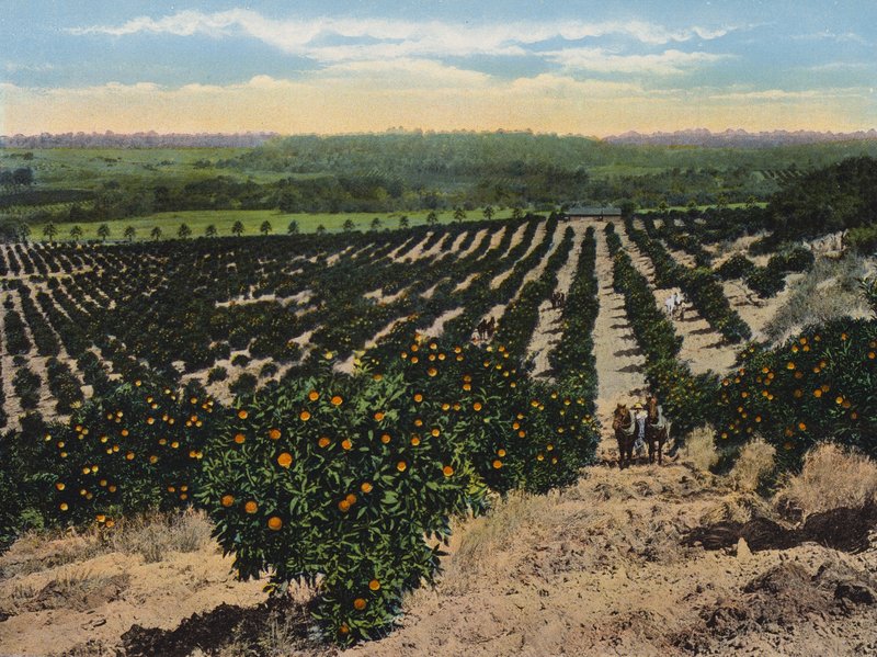Aranceto vicino a Colfax, California (foto a colori) da American Photographer