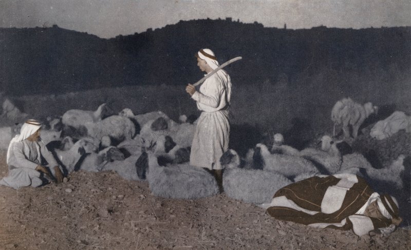 Pastori palestinesi osservano il loro gregge di notte (foto a colori) da American Photographer