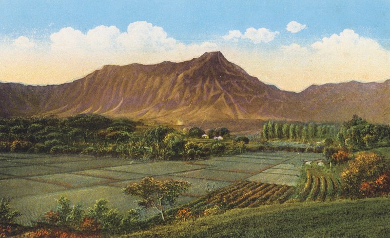 Campi di riso, Oahu (foto a colori) da American Photographer