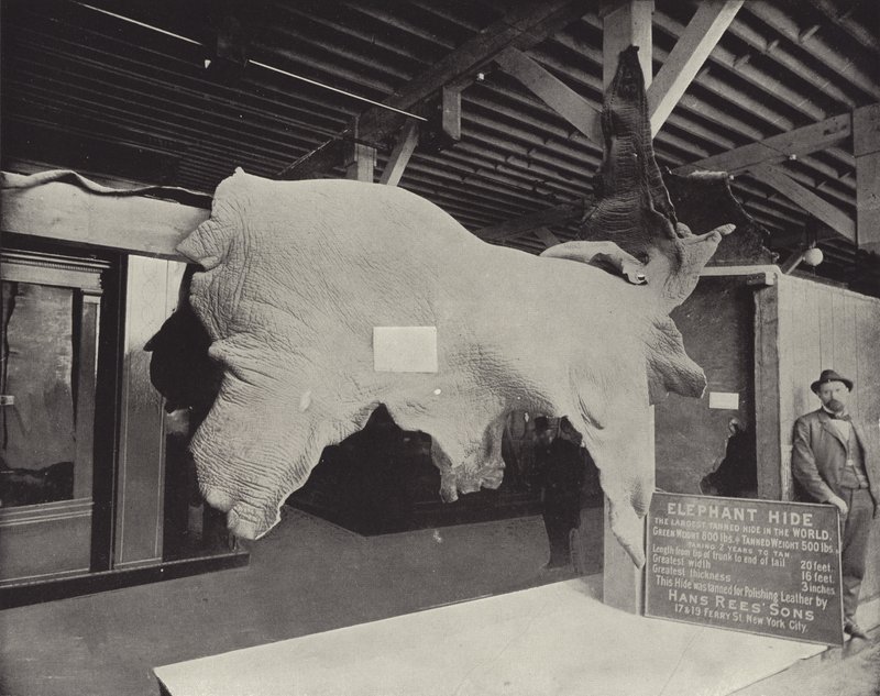 La pelle di elefante da American Photographer