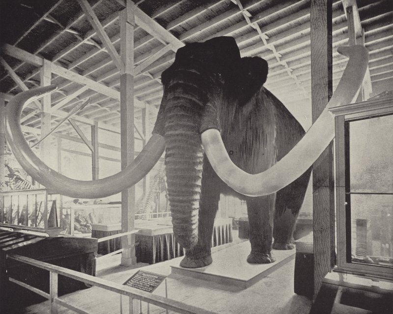 Il grande mammut siberiano da American Photographer